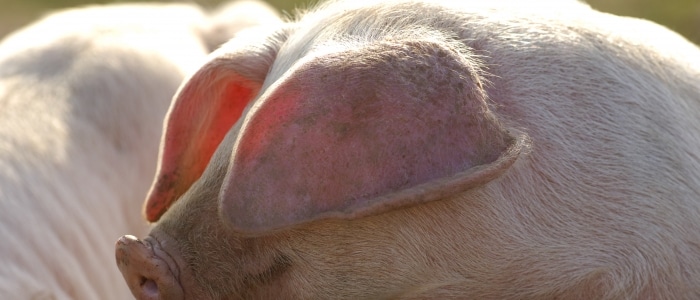 Melton Show and Sale 17th Traditional Native Breeds National Show and Sale – 13th & 14th September