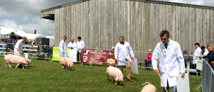 Results from the Toyal Cornwall Show 2017
