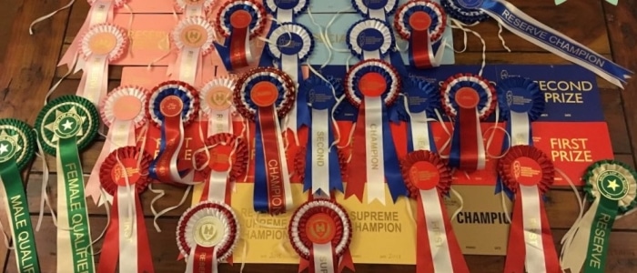 Hayley Lake’s success at the suffolk show 2018